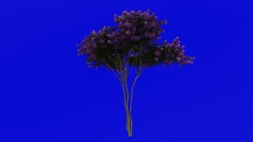 Tree Animation - crape myrtle - lagerstroemia - Green Screen Chroma key - Lylac L - 1c video