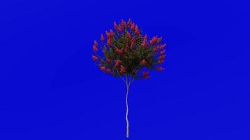 Tree Animation - crape myrtle - lagerstroemia - Green Screen Chroma key - red small - 1b video