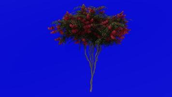 Tree Animation - crape myrtle - lagerstroemia - Green Screen Chroma key - red L - 1c video