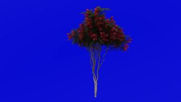 Tree Animation - crape myrtle - lagerstroemia - Green Screen Chroma key - red L - 1a video