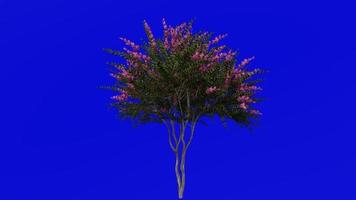 árbol animación - crespón mirto - lagerstroemia - verde pantalla croma llave - rosado medio - 1b video