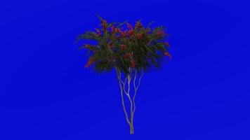 boom animatie - krip mirte - lagerstroemia - groen scherm chroma sleutel - rood medium - 1c video