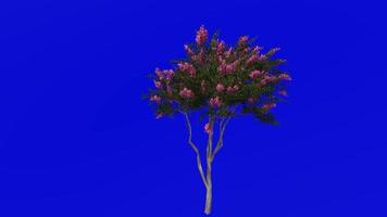 Tree Animation - crape myrtle - lagerstroemia - Green Screen Chroma key - pink small - 1c video