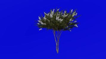 Tree Animation - crape myrtle - lagerstroemia - Green Screen Chroma key - white small - 1a video