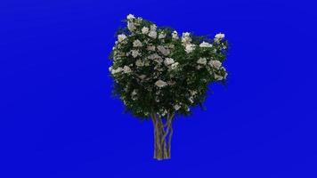 boom animatie - krip mirte - lagerstroemia - groen scherm chroma sleutel - wit medium - 2b video