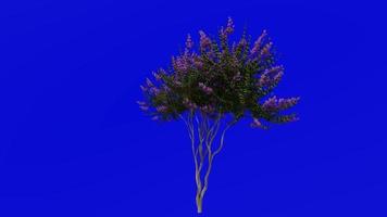 Tree Animation - crape myrtle - lagerstroemia - Green Screen Chroma key - lylac small - 1c video