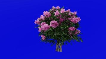 Tree Animation - crape myrtle - lagerstroemia - Green Screen Chroma key - pink small - 2a video