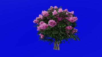 boom animatie - krip mirte - lagerstroemia - groen scherm chroma sleutel - roze klein - 2a video