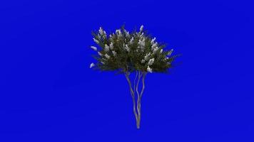 Tree Animation - crape myrtle - lagerstroemia - Green Screen Chroma key - white small - 1b video