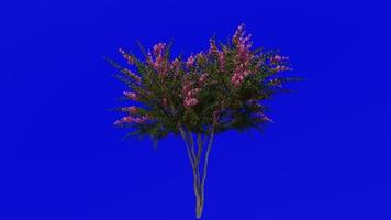 Tree Animation - crape myrtle - lagerstroemia - Green Screen Chroma key - pink medium - 1c video