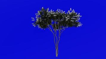 Tree Animation - crape myrtle - lagerstroemia - Green Screen Chroma key - white large - 1a video