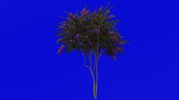 Tree Animation - crape myrtle - lagerstroemia - Green Screen Chroma key - lylac medium - 1a video