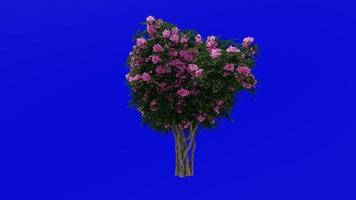 boom animatie - krip mirte - lagerstroemia - groen scherm chroma sleutel - roze medium - 2a video