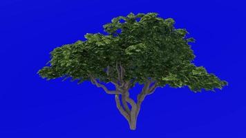 träd animering - japansk ostved - australier laurel - japansk pittosporum - falsk orange - pittosporum tobira - grön skärm krom nyckel - stor blomma c video