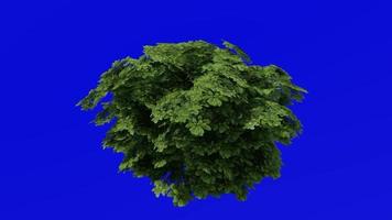 Tree Animation - japanese cheesewood - australian laurel - japanese pittosporum - mock orange - pittosporum tobira - green screen chroma key - small 1c - summer spring video