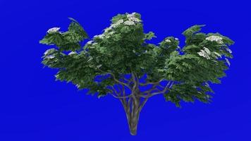 Tree flower animation - singapore graveyard flower - plumeria obtusa - green screen chroma key - 3b video