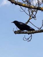 negro cuervo encaramado en un invierno rama foto