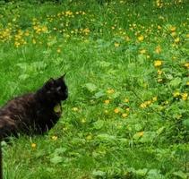 gato sentado en un verde prado foto