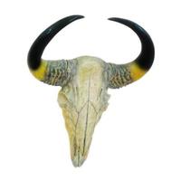 Bull skull on white background photo