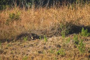 ciervo en el prado fauna silvestre conservación zona foto