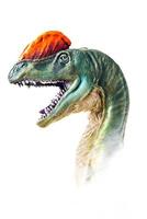 el cabeza de dilophosaurus , dinosaurio en aislado antecedentes . foto