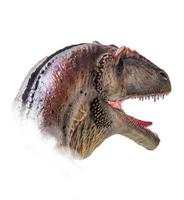 The head of Carcharodontosaurus , dinosaur on  isolated background  . photo