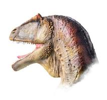el cabeza de carcharodontosaurio , dinosaurio en aislado antecedentes . foto