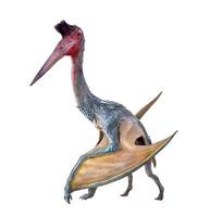 The Pterosaur , dinosaur on  isolated background photo