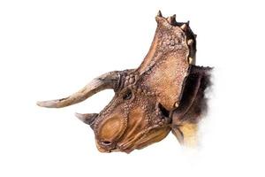 el cabeza de triceratops , dinosaurio en aislado antecedentes foto