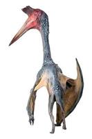 The Pterosaur , dinosaur on  isolated background photo