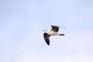 gaviota volando en el aire foto