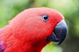 Red tropical bird photo