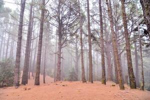 arboles en el bosque foto