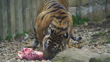 Video of a Sumatran tiger in zoo