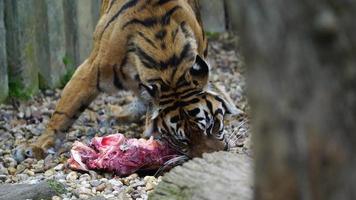 vidéo de une sumatran tigre dans zoo video