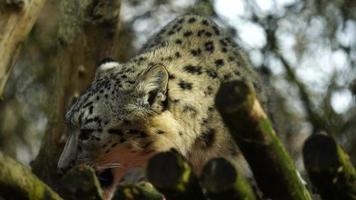 neige léopard dans zoo en mangeant Viande video