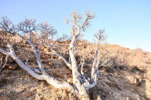 cenic landscape on Tenerife, Canary Islands, Spain photo