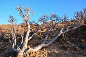 Scenic landscape on Tenerife, Canary Islands, Spain photo