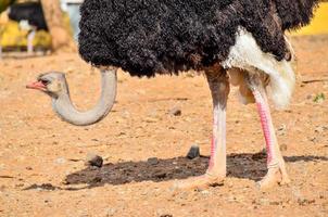 Ostrich in the sand photo