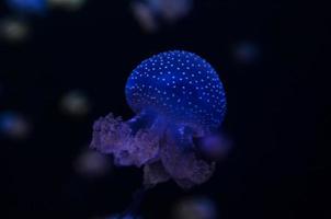 Jellyfish on dark background photo
