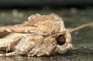 Moth close up photo