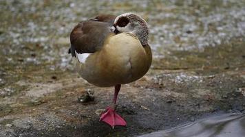 Video of Egyptian Goose in zoo