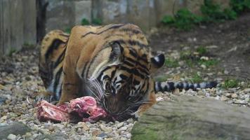 Video von ein Sumatra Tiger im Zoo