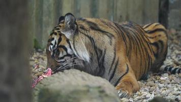 Video von ein Sumatra Tiger im Zoo