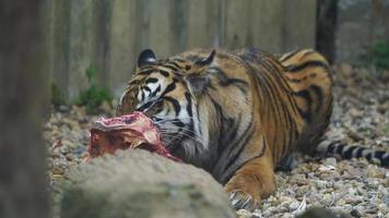 Video of a Sumatran tiger in zoo