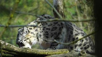 neige léopard dans zoo en mangeant Viande video