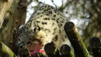 sneeuw luipaard in dierentuin aan het eten vlees video