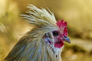 Chicken up close photo