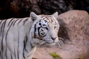 White tiger in the zoo photo