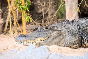 Crocodile in the zoo photo